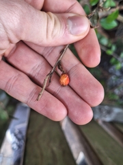 (c) Oscar Dove, some rights reserved (CC BY) Cotoneaster simonsii, photograph (c) Oscar Dove, some rights reserved (CC BY)