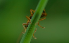 Cantharis figurata