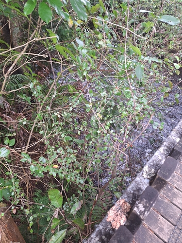 Cotoneaster simonsii, photograph 4