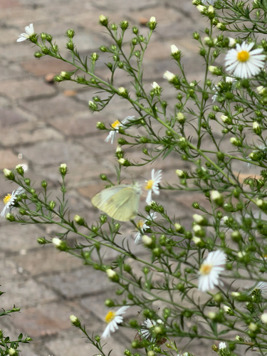 Small White