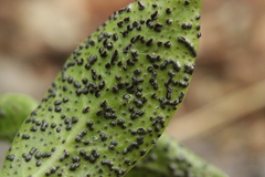Puccinia cribrata