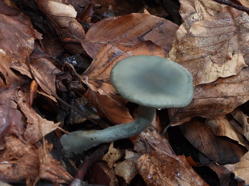 Aniseed Funnel