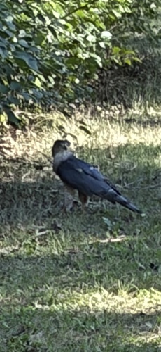 Cooper's Hawk