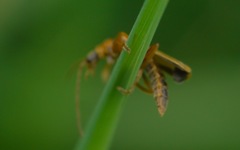 Cantharis figurata