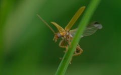 Cantharis figurata