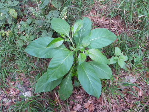 Deadly Nightshade