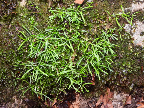 Mossy Sandwort