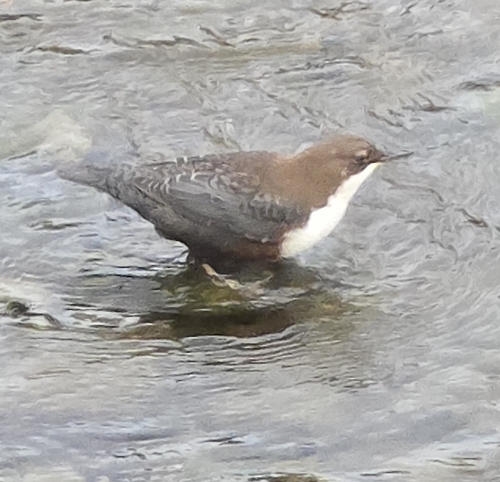 White-throated Dipper