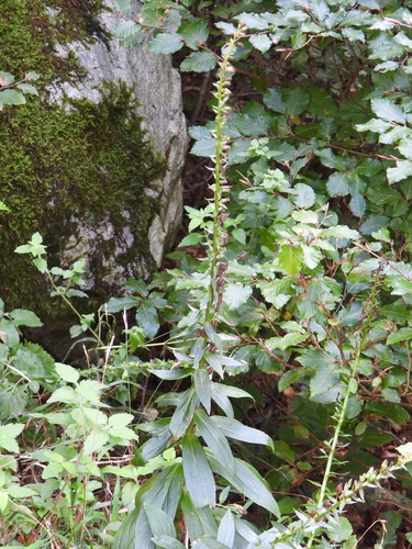Straw Foxglove