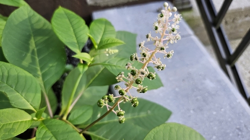 American pokeweed