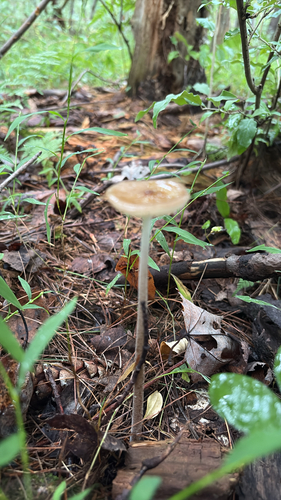 Beech Rooter