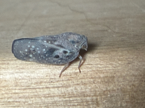 Citrus Flatid Planthopper