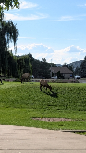 Wapiti