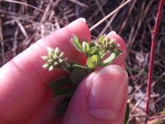 Dorycnium