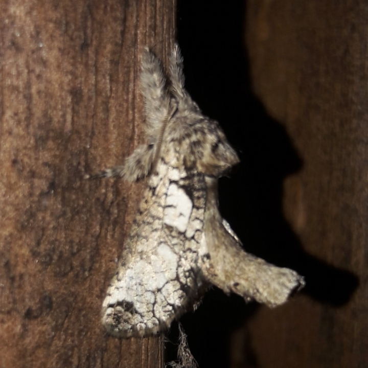 Langsdorfia polybia