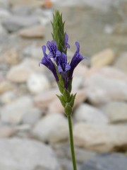 Lavandula mairei