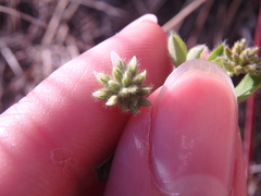 Dorycnium