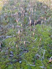 Equisetum arvense image