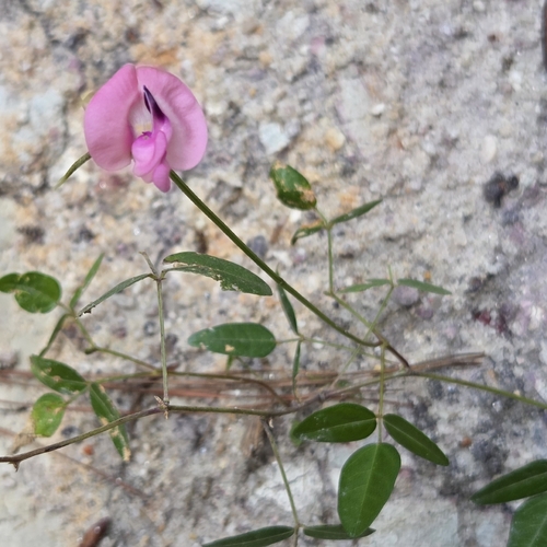 perennial wooly bean