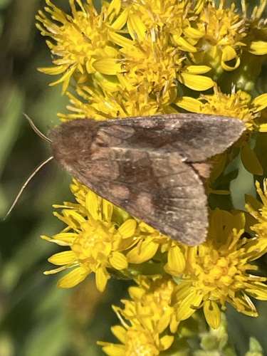 Bronzed Cutworm Moth