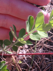 Dorycnium