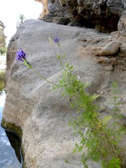Lavandula mairei