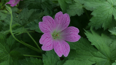 Geranium × oxonianum