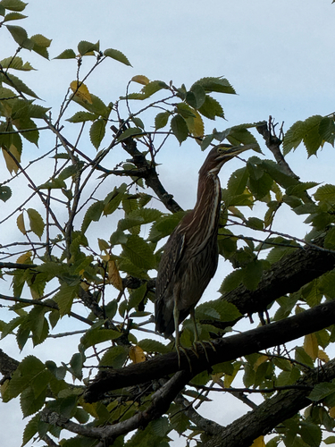Green Heron