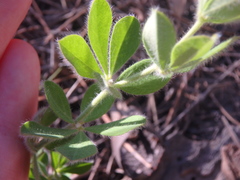 Dorycnium