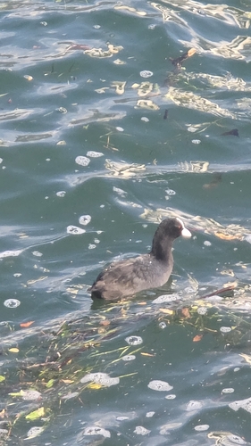 Eurasian Coot