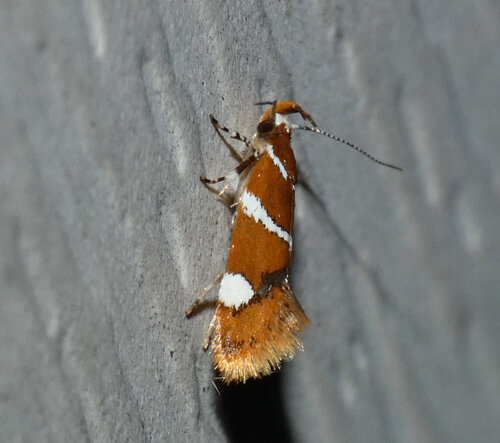 Suzuki's Promalactis Moth