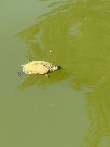 Pond Slider