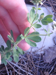 Dorycnium