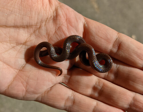 Common Wormsnake