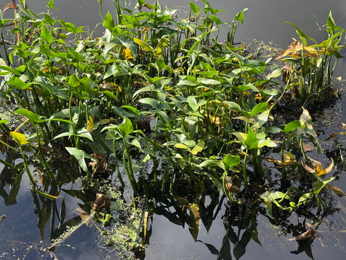 Sagittaria sagittifolia, photograph 6