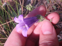 Campanula komarovii