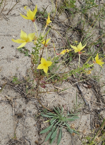 Fourpoint Evening Primrose