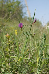 Vicia sativa amphicarpa