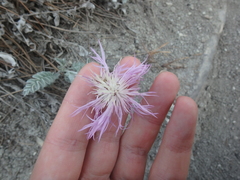 Psephellus declinatus