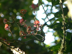 Cyrtochilum serratum