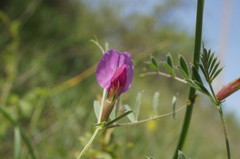 Vicia sativa amphicarpa