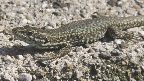 Common Wall Lizard
