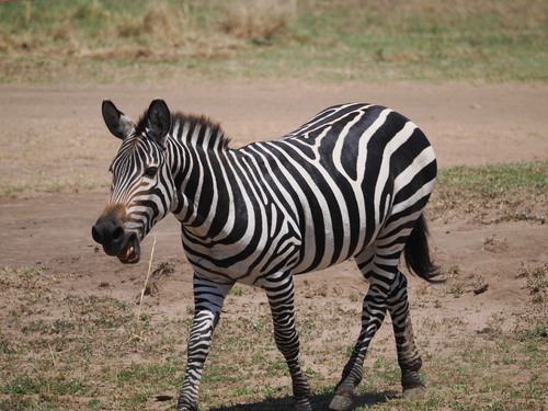 Plains Zebra