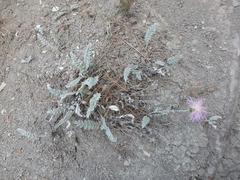 Psephellus declinatus