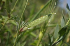 Vicia sativa amphicarpa