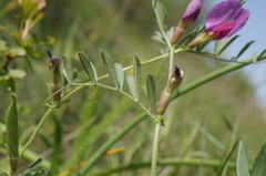 Vicia sativa amphicarpa