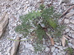 Seseli ponticum