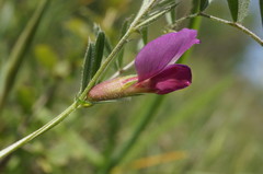 Vicia sativa amphicarpa