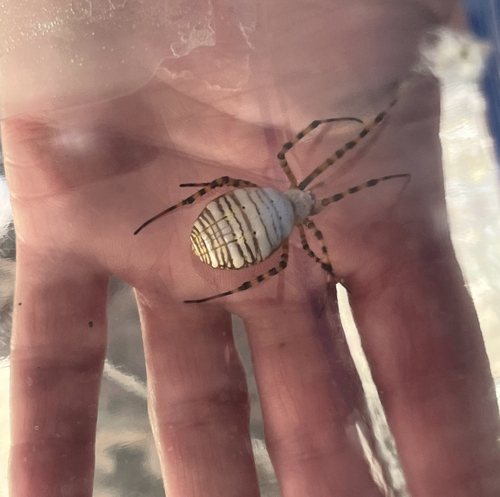 Banded Garden Spider