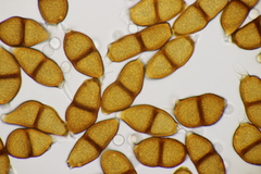 Puccinia cribrata